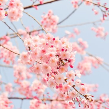 Pico de floração da cerejeira em flor de Washington DC previsto para meados de março
